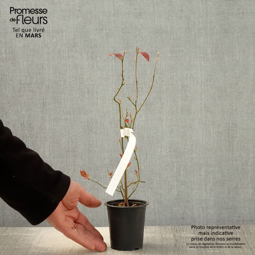 Vaccinium corymbosum Pioneer- American Blueberry 8/9 cm pot sample as delivered in spring