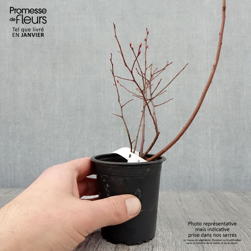 Vaccinium corymbosum Rubel- American Blueberry 8/9 cm pot sample as delivered in winter