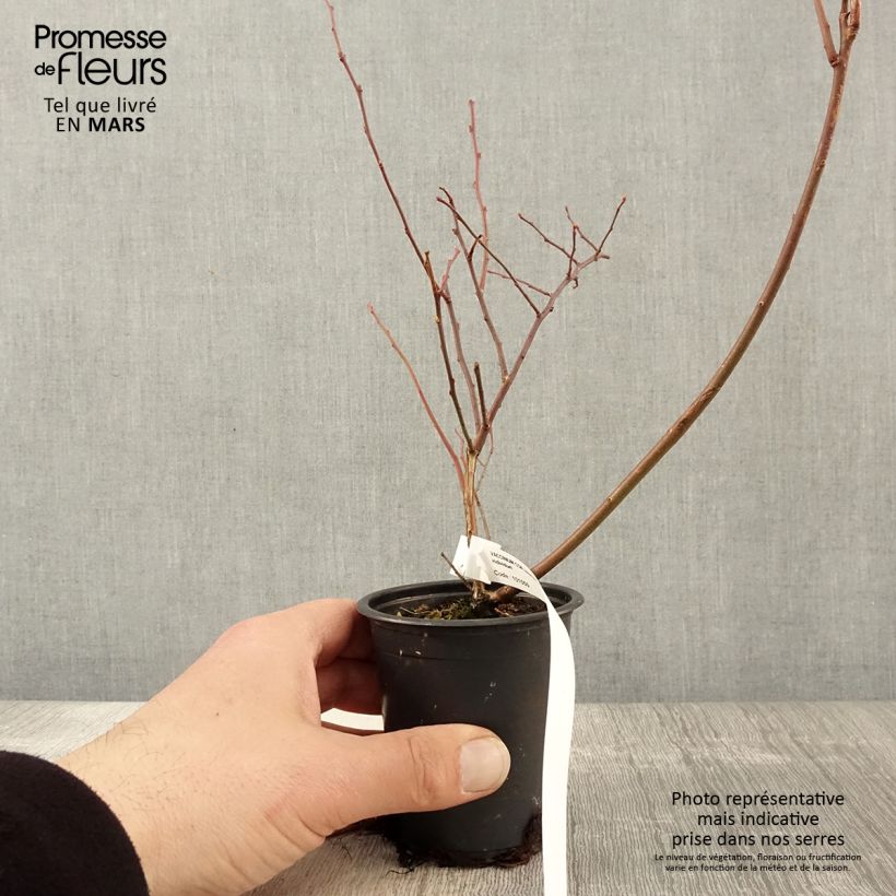 Vaccinium corymbosum Rubel- American Blueberry 8/9 cm pot sample as delivered in spring