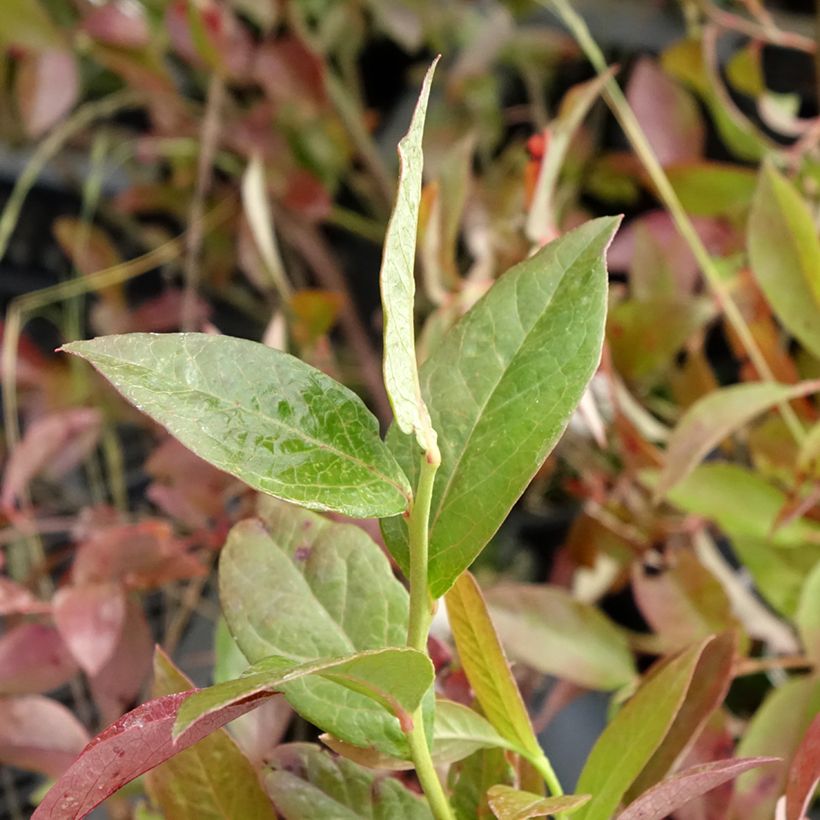Vaccinium corymbosum Rubel- American Blueberry (Foliage)