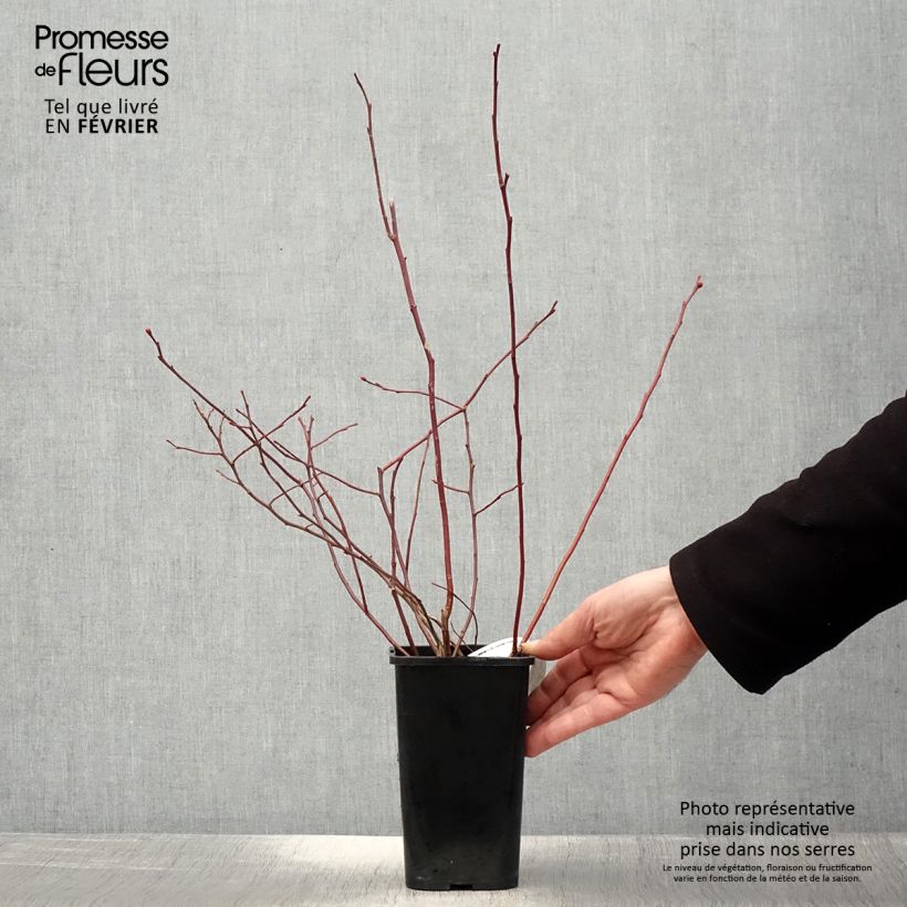 Vaccinium corymbosum Rubel- American Blueberry 1L/1.5L pot sample as delivered in winter