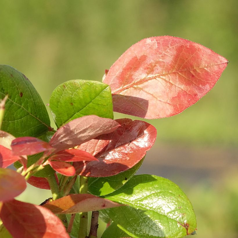 Vaccinium corymbosum Goldtraube- American Blueberry (Foliage)