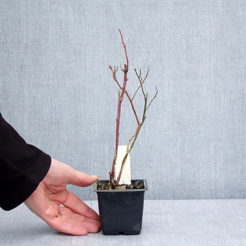 Vaccinium corymbosum Goldtraube- American Blueberry 8/9 cm pot sample as delivered in winter