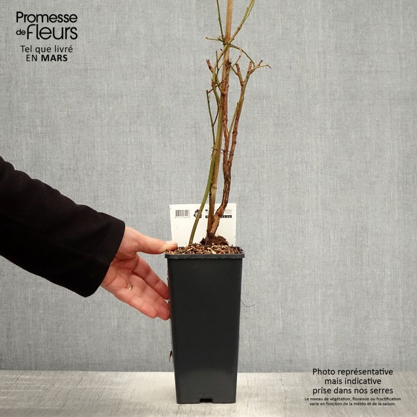 Vaccinium Blue Crop - Blueberry 1.5L/2L pot, Bush sample as delivered in spring