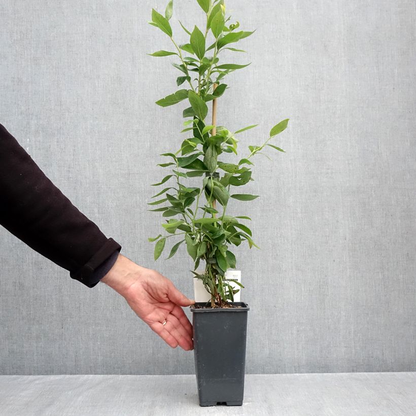 Vaccinium corymbosum Blue Dessert 1.5L/2L pot, Bush sample as delivered in autumn