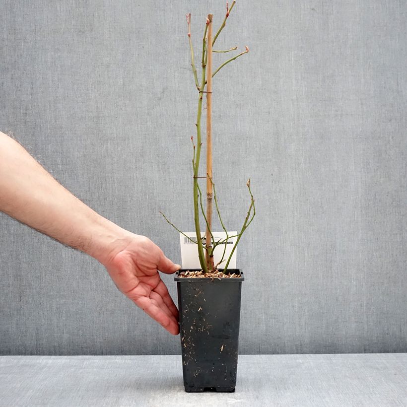 Vaccinium corymbosum Blue Dessert 1.5L/2L pot, Bush sample as delivered in winter