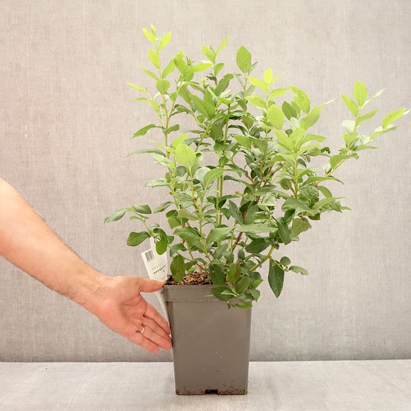 Vaccinium corymbosum Blue Dessert 3L/4L pot, Clump sample as delivered in summer