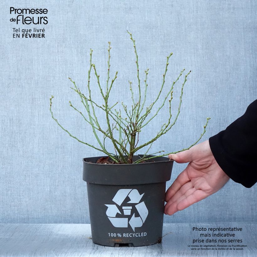 Vaccinium corymbosum Blue Roma 3L/4L pot, Clump sample as delivered in winter