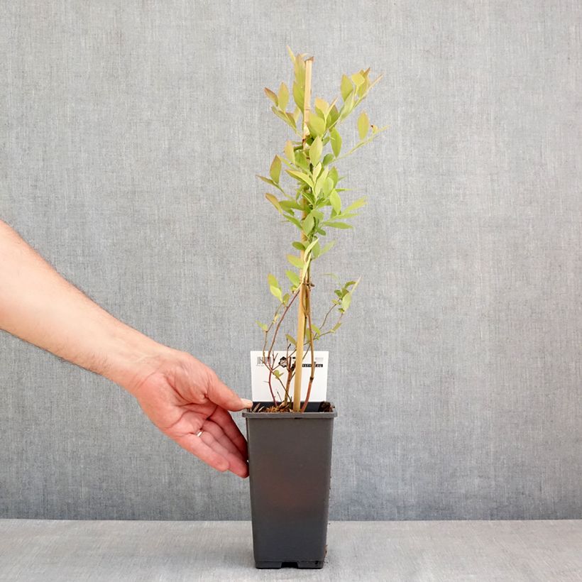 Vaccinium corymbosum Blue Roma 3L/4L pot, Clump sample as delivered in spring