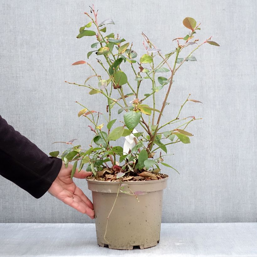 Blueberry Blue Suede - Vaccinium corymbosum 4L/5L pot, Bush sample as delivered in winter
