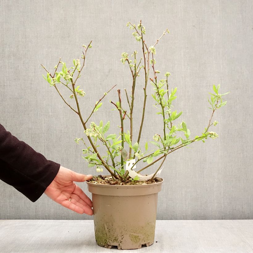 Blueberry Blue Suede - Vaccinium corymbosum 4L/5L pot, Bush sample as delivered in spring