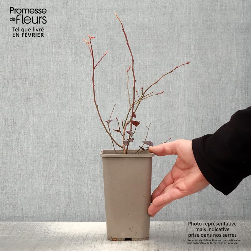 Blueberry  Bluesbrothers - Vaccinium corymbosum 1.5L/2L pot sample as delivered in winter