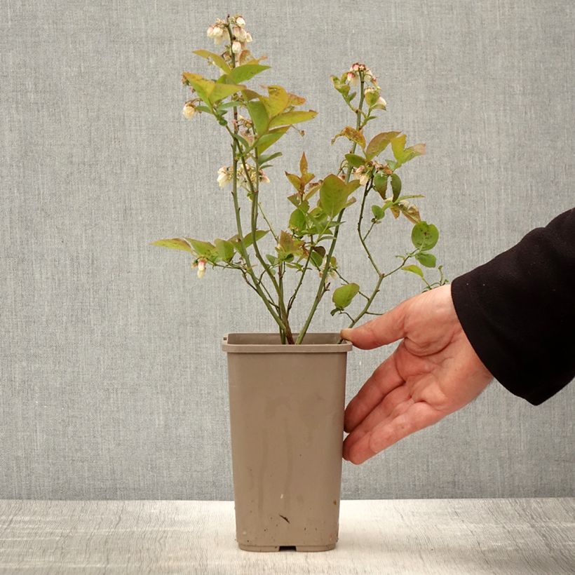 Blueberry  Bluesbrothers - Vaccinium corymbosum 1.5L/2L pot sample as delivered in spring