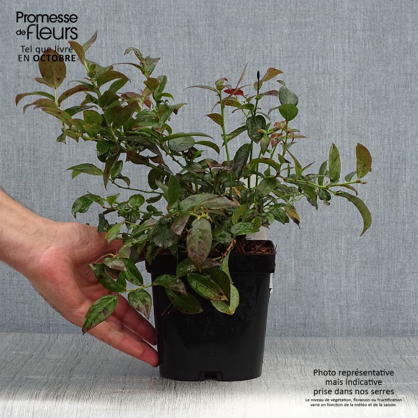 Vaccinium corymbosum Cabernet Splash- American Blueberry 2L/3L pot, Bush sample as delivered in autumn
