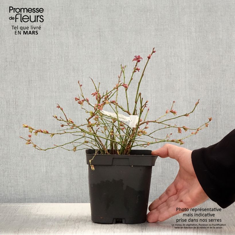 Vaccinium corymbosum Cabernet Splash- American Blueberry 2L/3L pot, Bush sample as delivered in spring