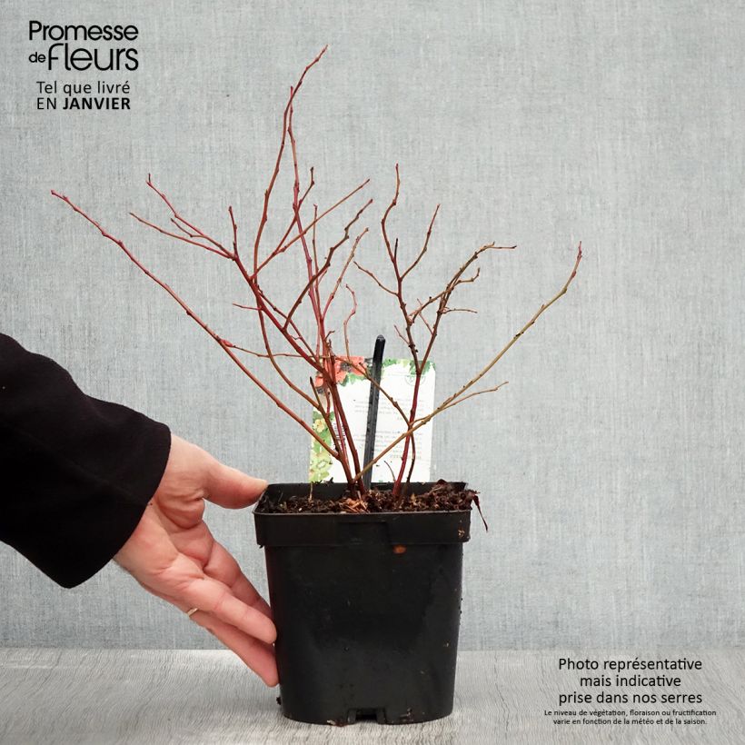 Vaccinium corymbosum Chandler- American Blueberry 1.5L/2L pot, Bush sample as delivered in winter