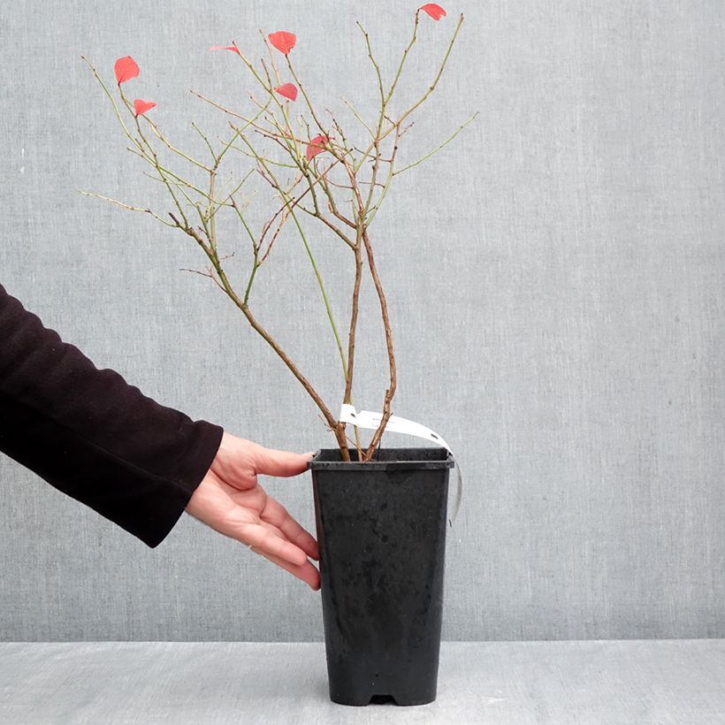 Blueberry Elliott - Vaccinium corymbosum 2L/3L pot, Clump sample as delivered in autumn