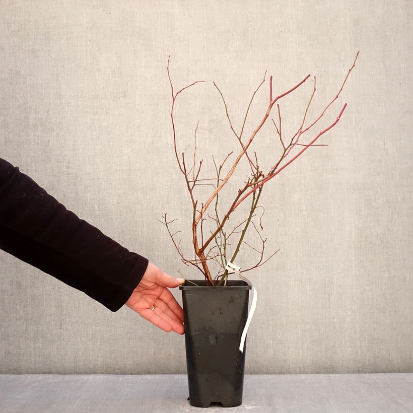 Blueberry Elliott - Vaccinium corymbosum 2L/3L pot, Clump sample as delivered in winter