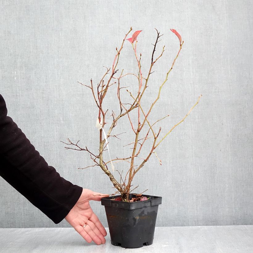 Vaccinium corymbosum Hardyblue - blueberry 2L/3L pot, Clump sample as delivered in autumn