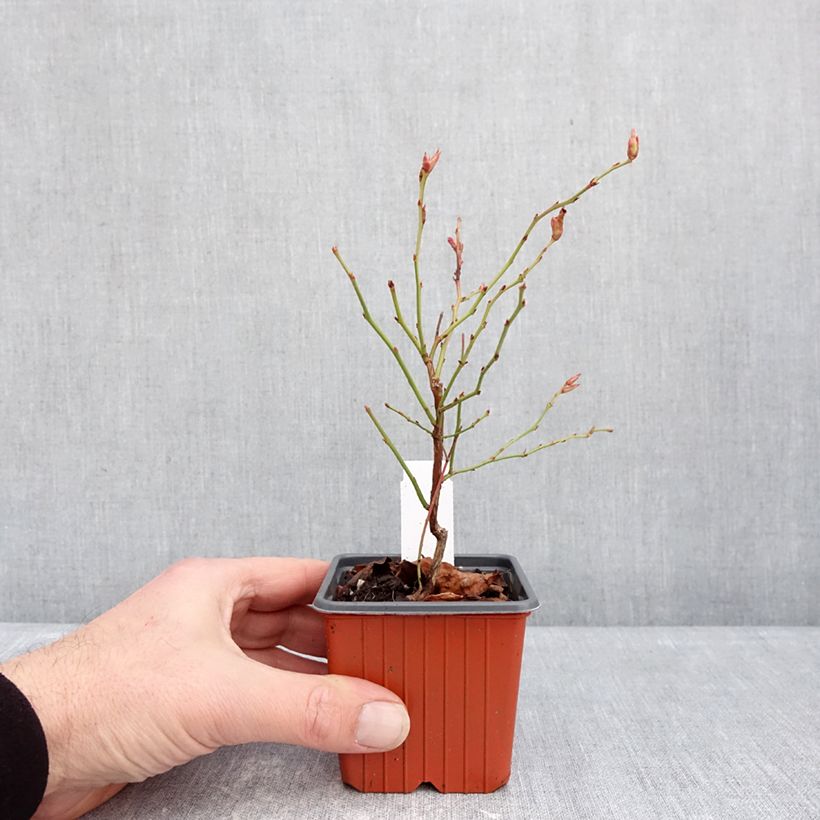 Vaccinium corymbosum Flamingo- American Blueberry 8/9 cm pot, Bush sample as delivered in winter