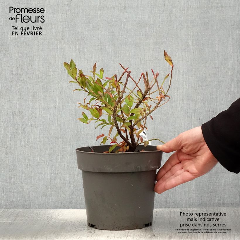 Myrtillier Goutte Bleue - Vaccinum cylindraceum 1.5L/2L pot, Clump sample as delivered in winter