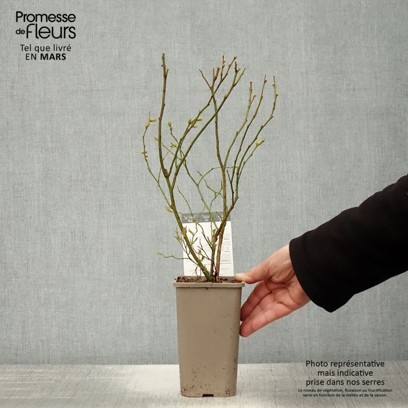 Vaccinium corymbosum Hortblue Poppins 1.5L/2L pot, Bush sample as delivered in spring