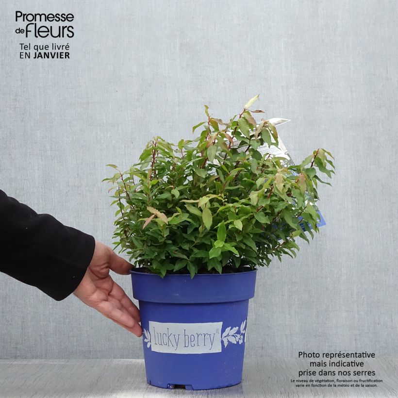 Vaccinium corymbosum Lucky Berry 4L/5L pot, Clump sample as delivered in winter