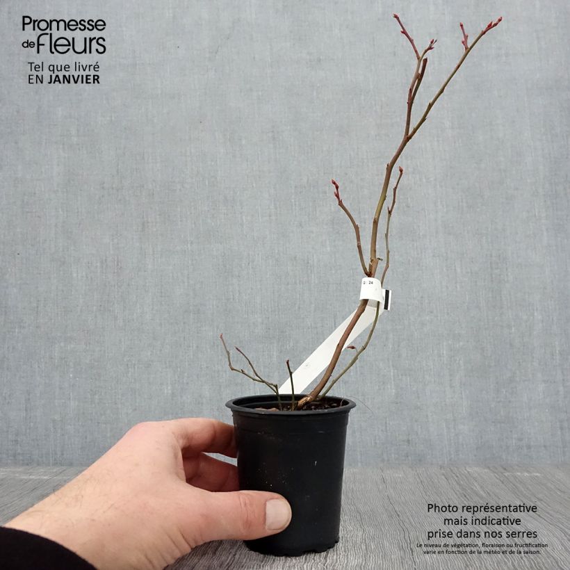 Vaccinium Patriot - Blueberry 8/9 cm pot sample as delivered in winter