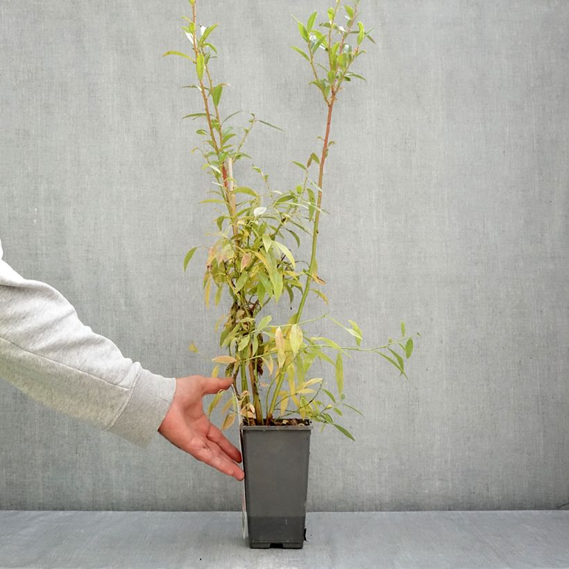 Vaccinium corymbosum x ashei Pink Berry  4L/5L pot, Clump sample as delivered in autumn