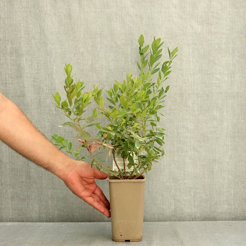 Vaccinium corymbosum Sunshine Blue- American Blueberry 2L/3L pot, Bush sample as delivered in summer