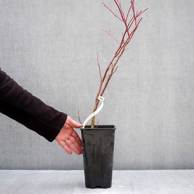 Vaccinium corymbosum Sunshine Blue- American Blueberry 2L/3L pot, Bush sample as delivered in winter