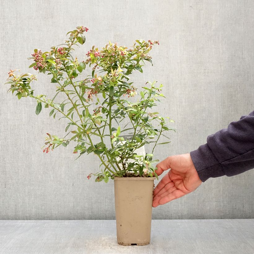 Vaccinium corymbosum Sunshine Blue- American Blueberry 2L/3L pot, Bush sample as delivered in spring