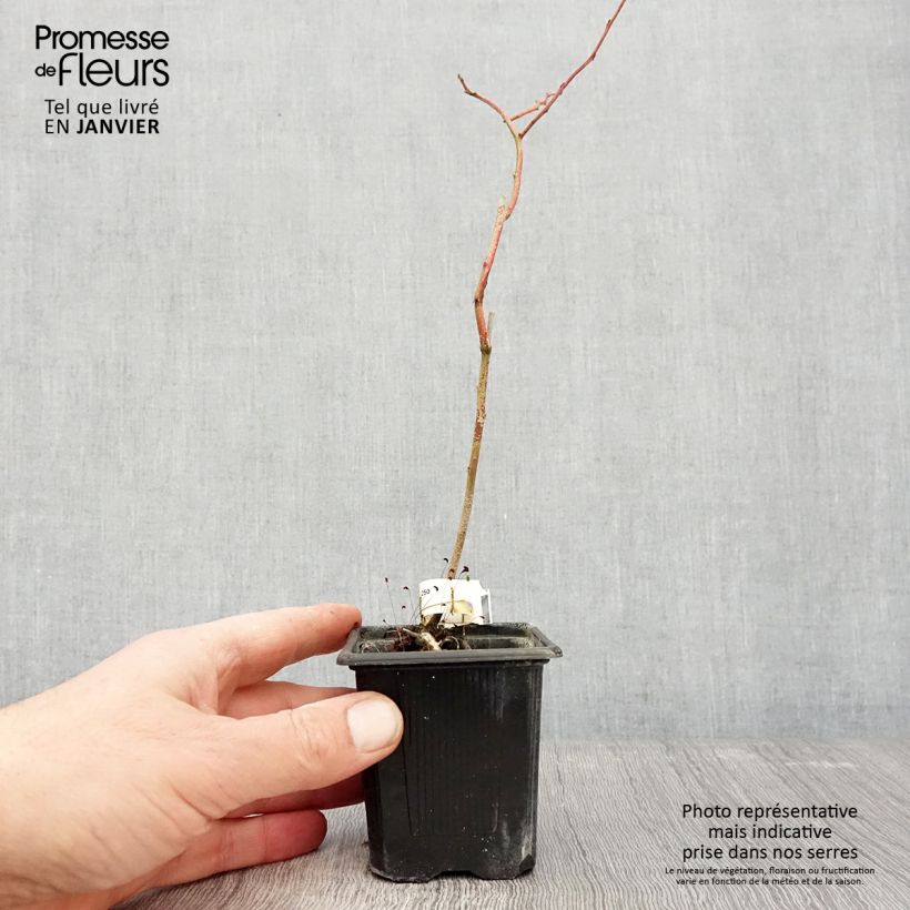 Vaccinium corymbosum Yello!Berryblue- American Blueberry 8/9 cm pot, Bush sample as delivered in winter