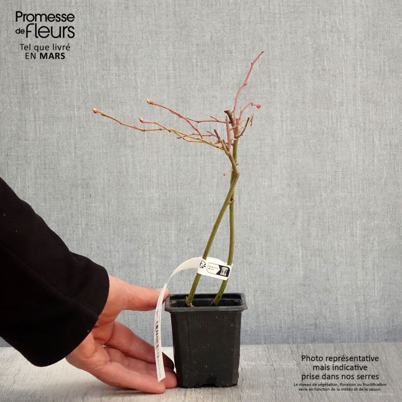 Vaccinium corymbosum Yello!Berryblue- American Blueberry 8/9 cm pot, Bush sample as delivered in spring