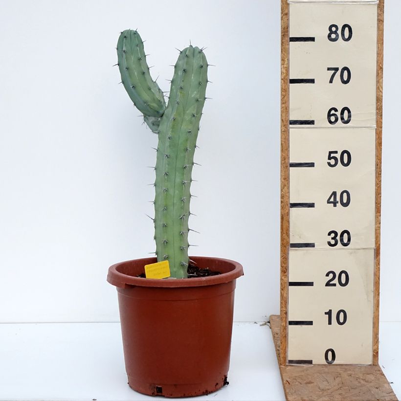 Myrtillocactus geometrizans - Blue candle cactus 7.5L/10L pot sample as delivered in autumn