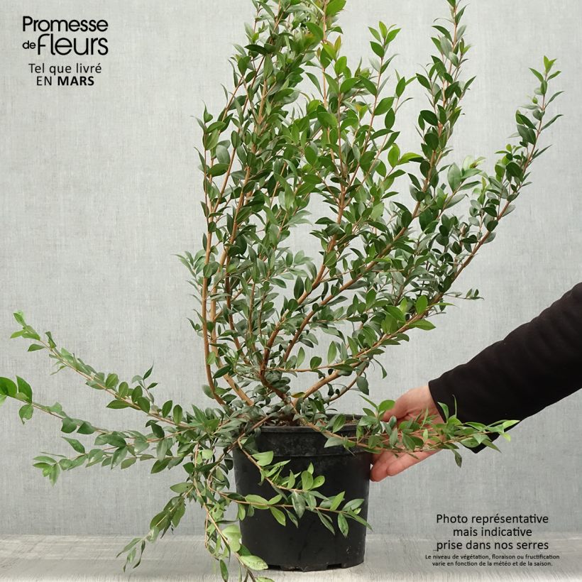 Myrtus communis  7.5L/10L pot sample as delivered in spring