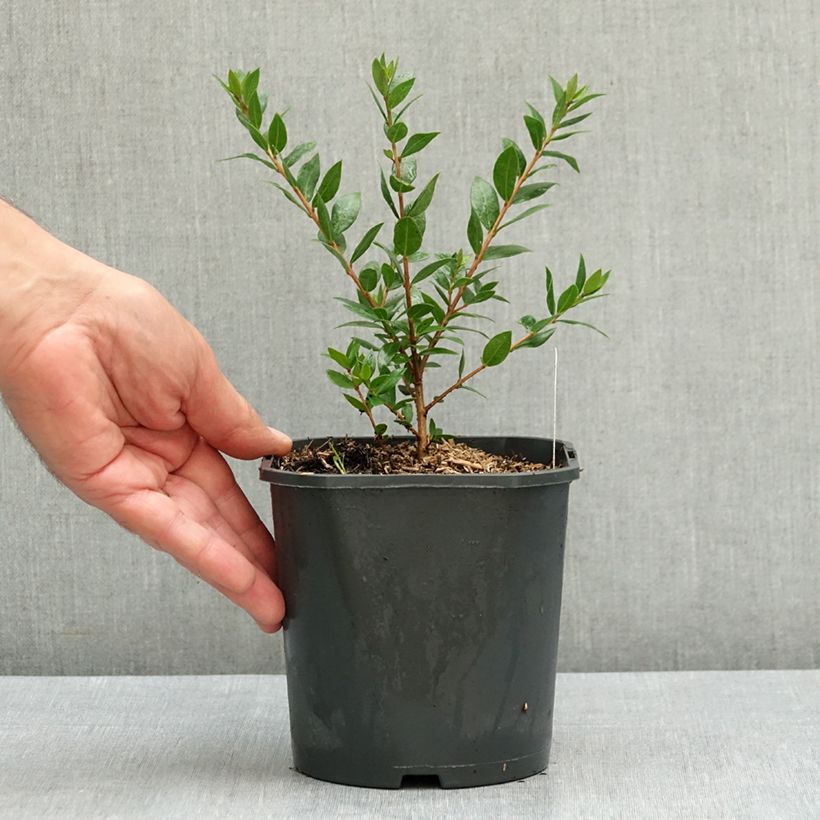 Myrtus communis  2L/3L pot sample as delivered in summer