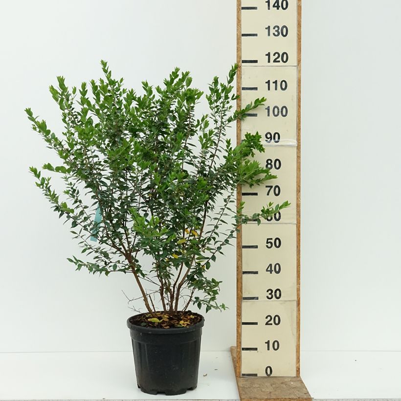 Myrtus communis  7.5L/10L pot sample as delivered in summer