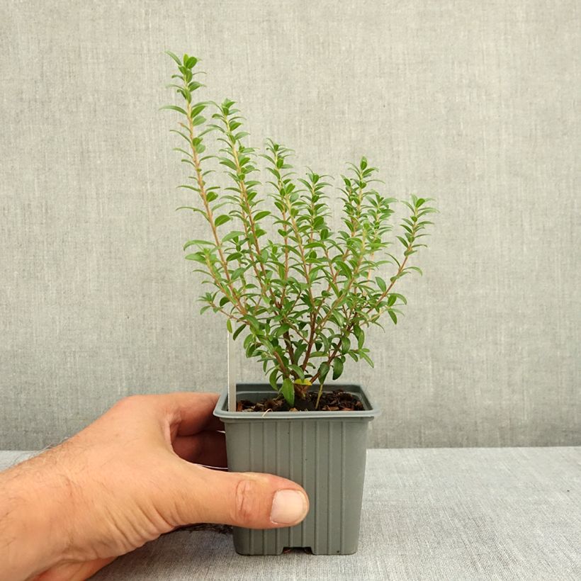 Myrtus communis subsp. tarentina 8/9 cm pot sample as delivered in summer