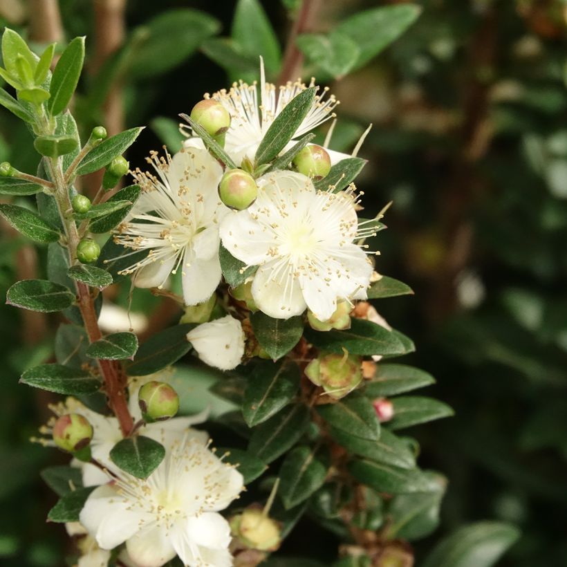 Myrtus communis subsp. tarentina (Flowering)