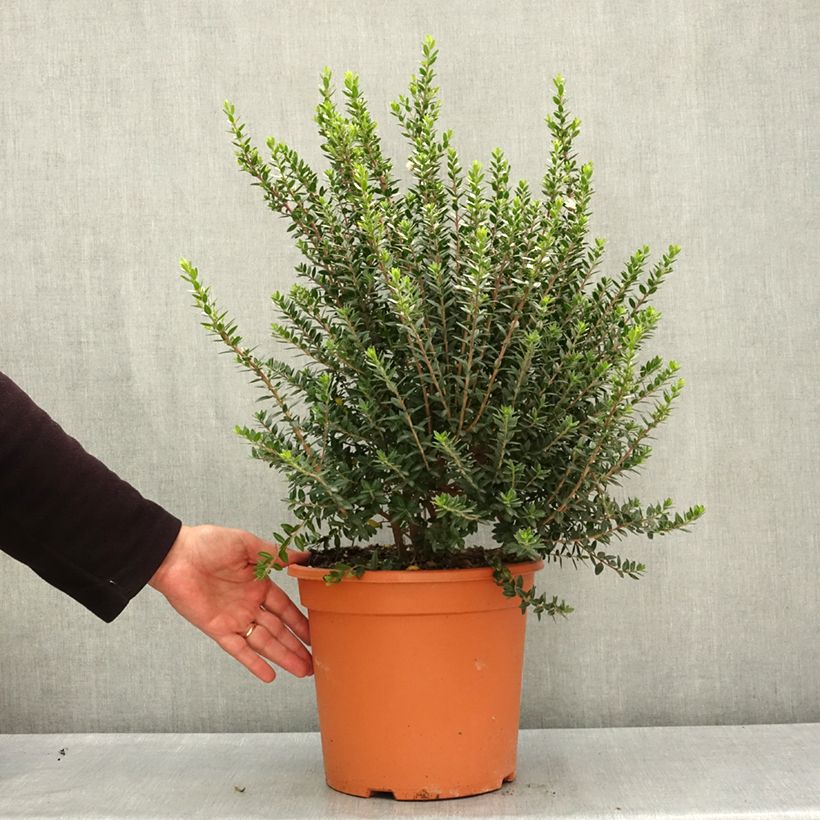 Myrtus communis subsp. tarentina 7.5L/10L pot sample as delivered in spring