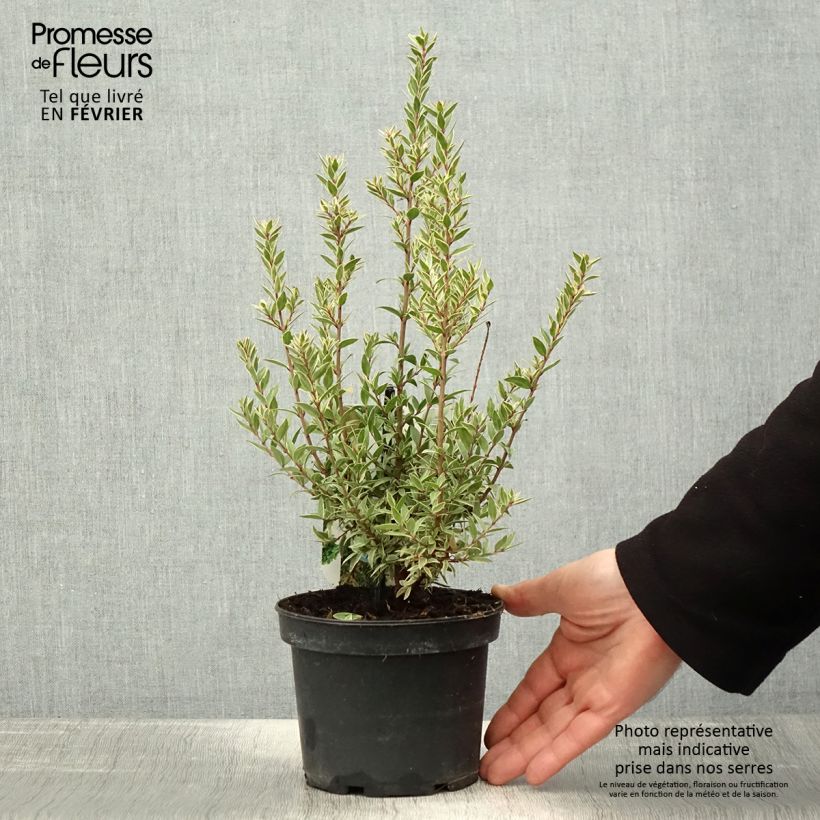 Myrtus communis Variegata 1.5L/2L pot sample as delivered in winter