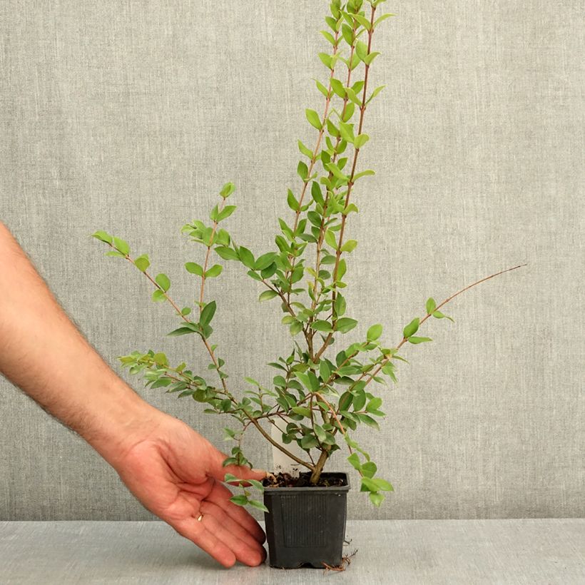 Myrtus luma 8/9 cm pot sample as delivered in summer