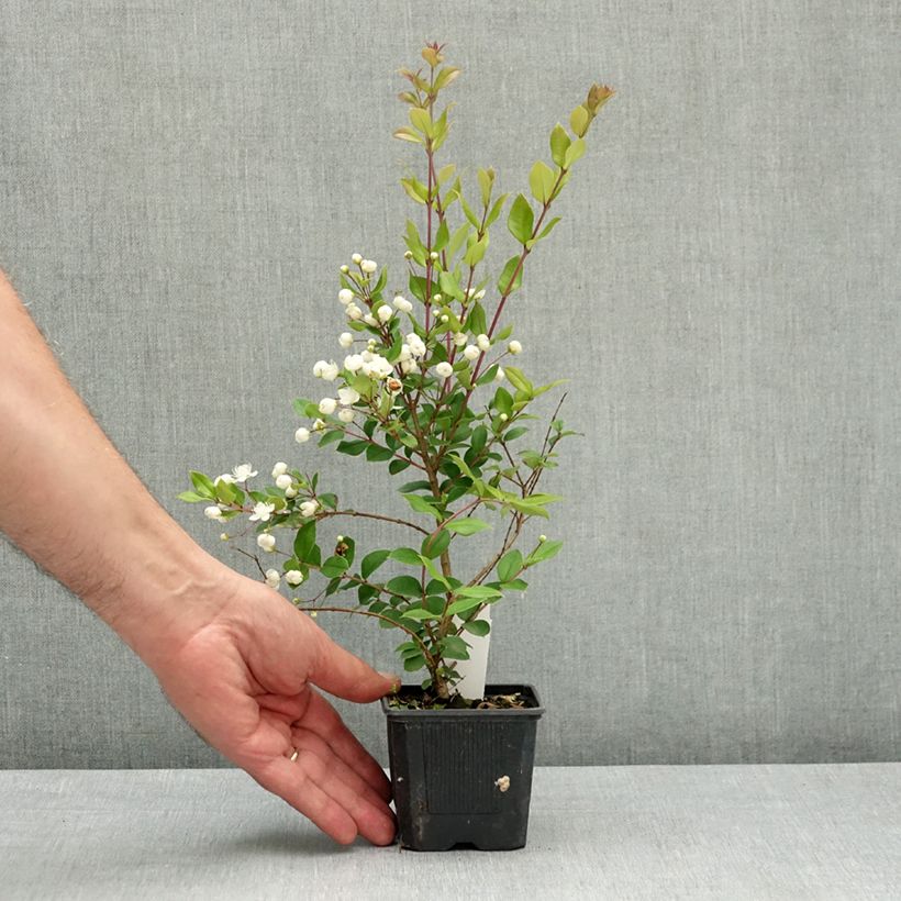 Myrtus luma 8/9 cm pot sample as delivered in spring