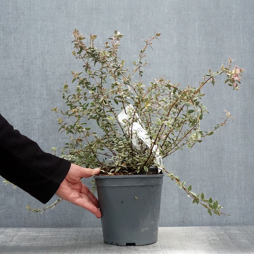 Myrtus ugni Flambeau 3L/4L pot sample as delivered in spring