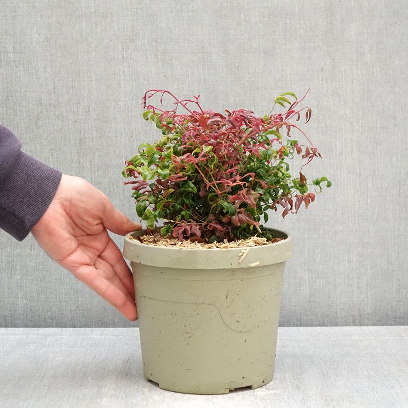 Nandina domestica Curly Obsessed - Sacred Bamboo 3L/4L pot sample as delivered in spring