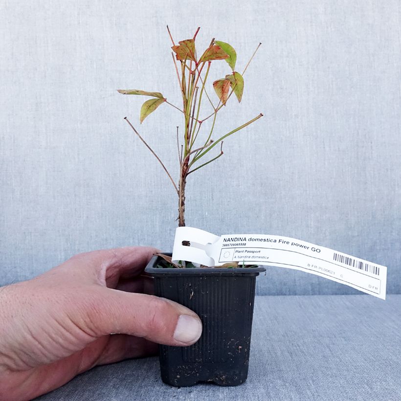 Nandina domestica Fire Power - Sacred Bamboo 8/9 cm pot sample as delivered in spring