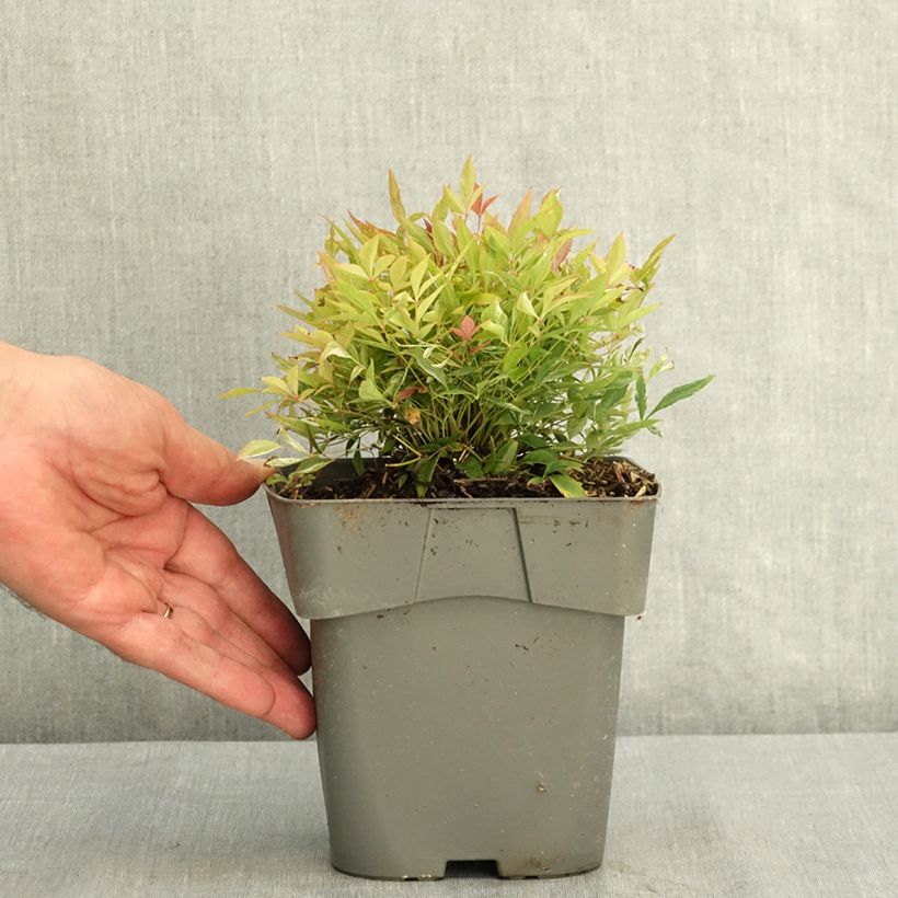 Nandina domestica Red Light - Sacred Bamboo 2L/3L pot sample as delivered in summer
