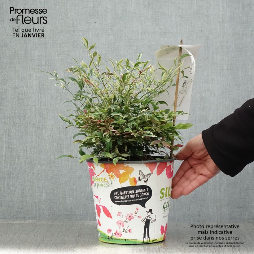 Nandina domestica Red Light - Sacred Bamboo 3L/4L pot sample as delivered in winter