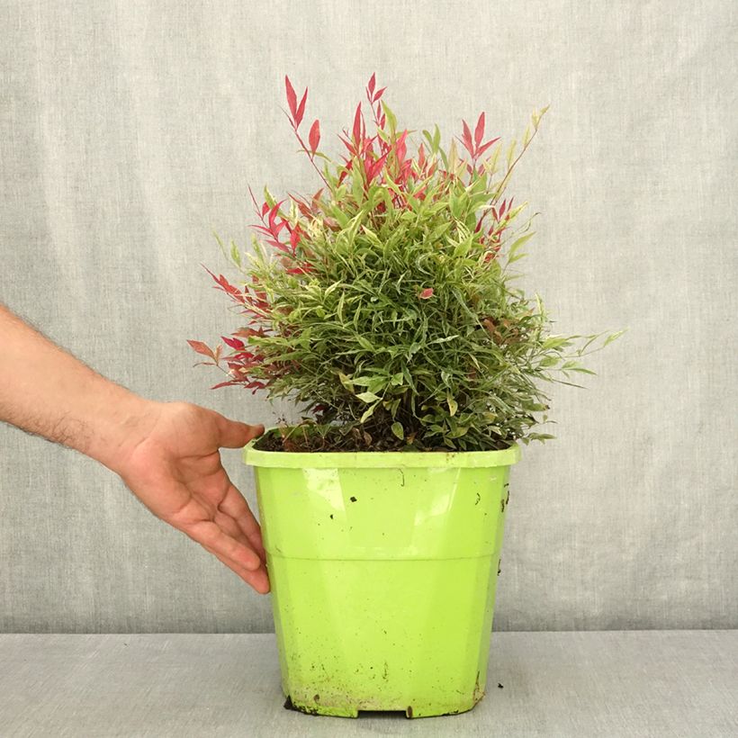 Nandina domestica Red Light - Sacred Bamboo 7.5L/10L pot sample as delivered in summer
